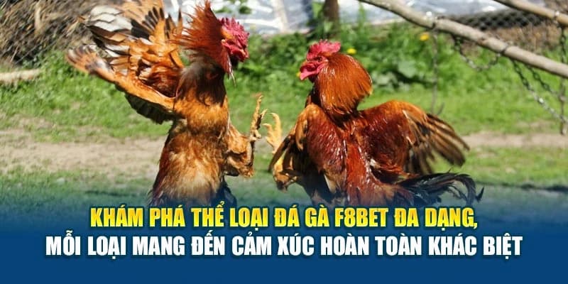Hướng dẫn chi tiết cách tham gia đá gà F8BET
