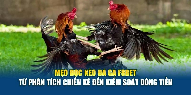 Mẹo nâng cao khi chơi đá gà F8BET