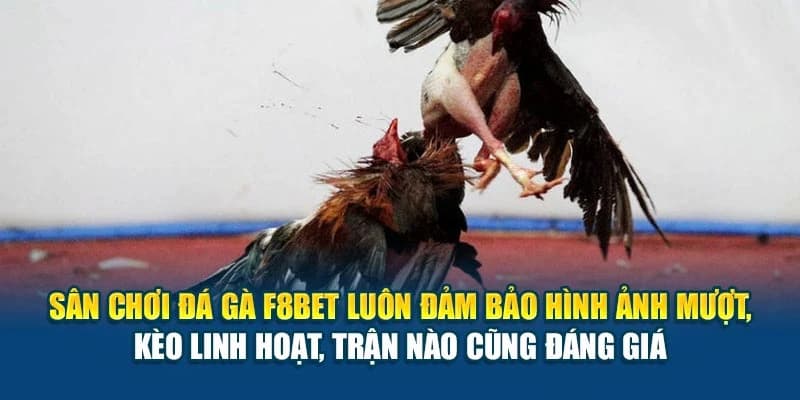 Tại sao đá gà F8BET được ưa chuộng